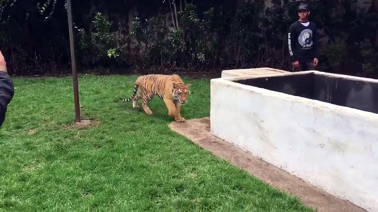 Quand Lewis Hamilton fait peur à un tigre !