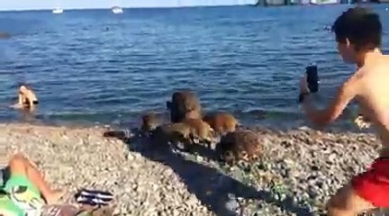 Des sangliers se baignent sur une plage au milieu des touristes (1)