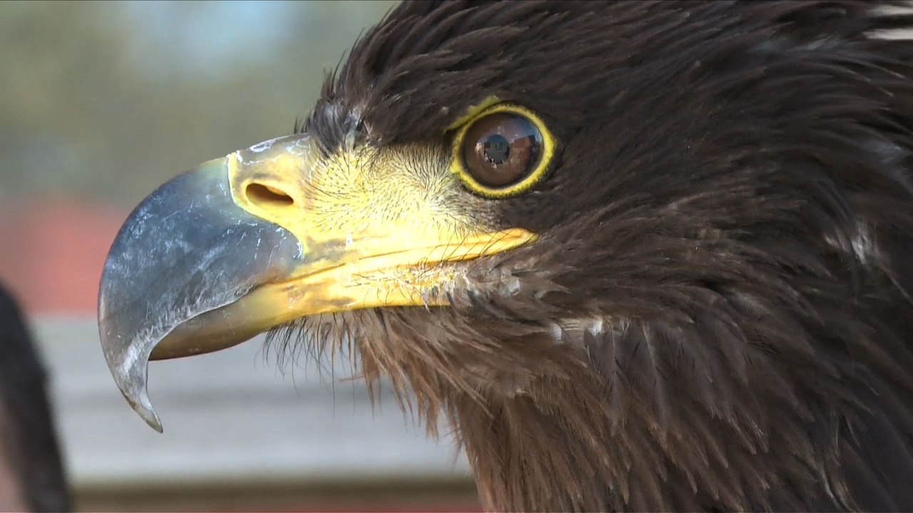 Aigles vs drones : les nouvelles recrues de la police néerlandaise