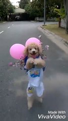 Cún yêu đi hai chân được trang điểm với bong bóng và hoa