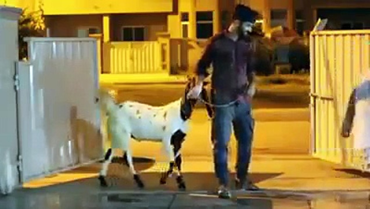 Pakistani Celebrities EID 2016 - Bakra eid funny clip - Eid ul azha funny clips