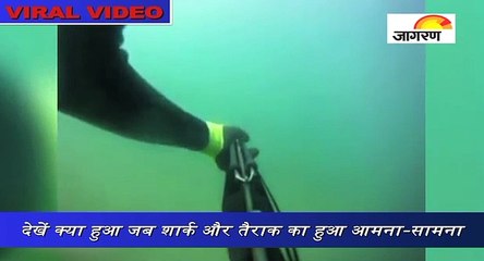 देखें क्या हुआ जब शार्क और तैराक का हुआ आमना-सामना