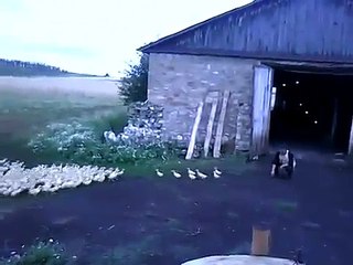 Russian man has well trained ducks