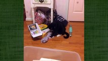 Funny Cats Compilation 2016 - Funny Cat Videos Ever -- Funny Vines