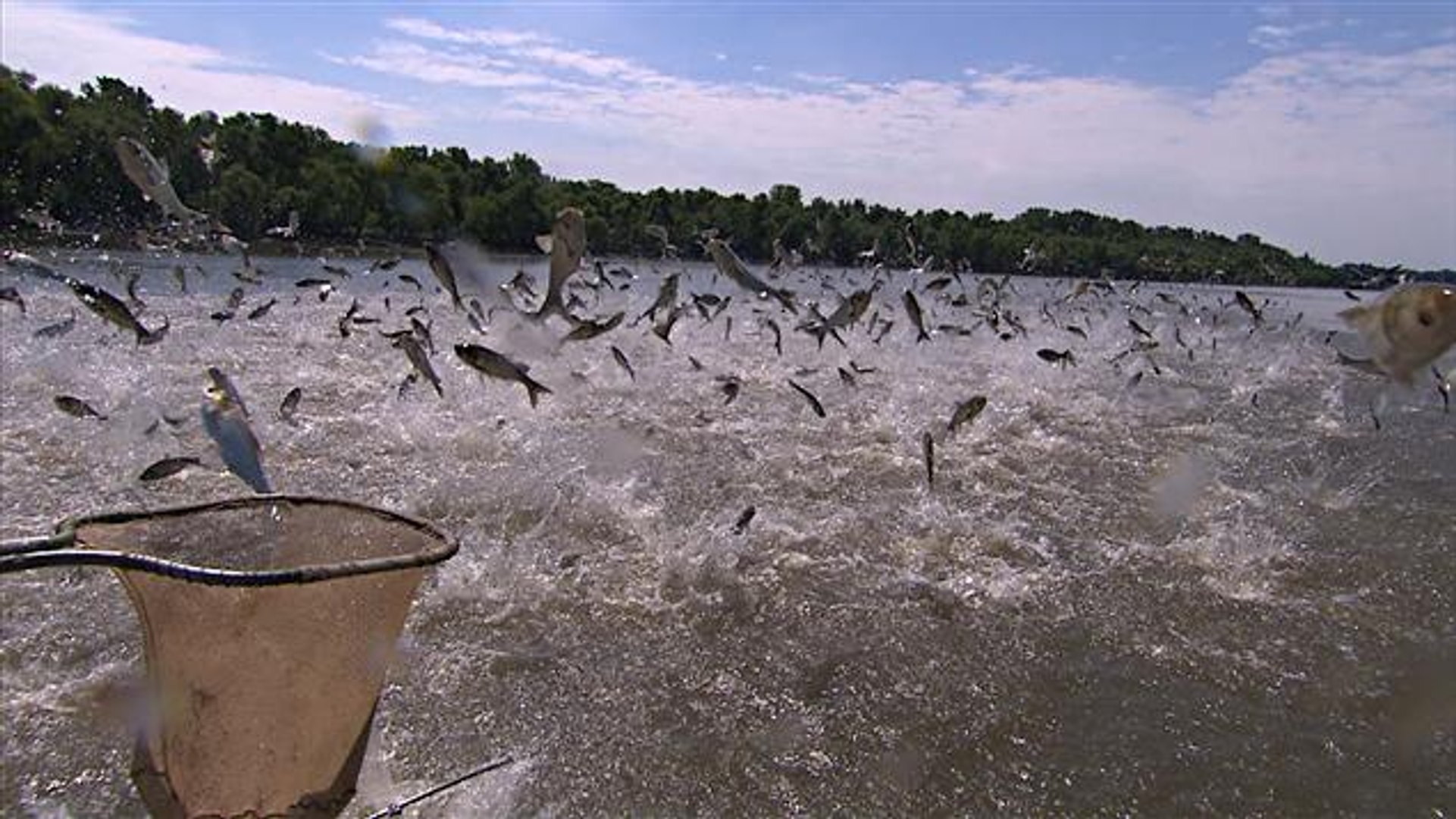 L'invasion de la Carpe Volante (doc 2013) - Vidéo Dailymotion