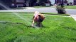 Funny video animals: Top 10 Funny Bulldogs Compilation