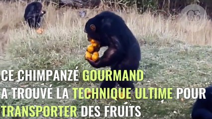 Ce chimpanzé a trouvé une technique pour transporter 12 oranges en une seule fois !