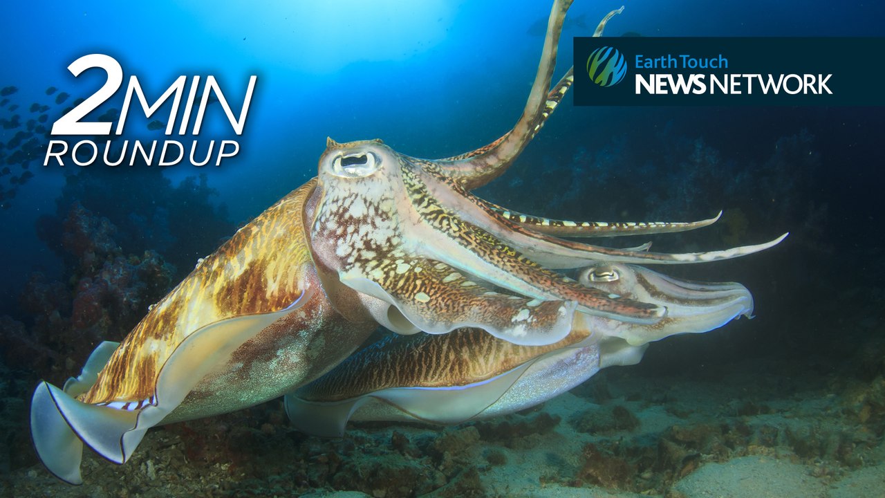 Counting cuttlefish, a sunfish rescue & South Africa’s rhino poaching stats
