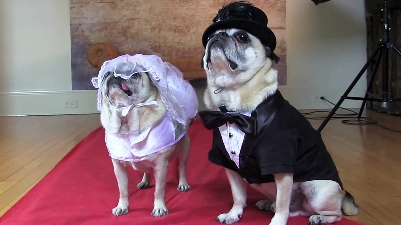 Cutest Pug Wedding