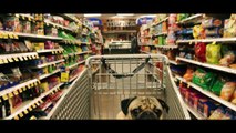 Doug the Pug - All I Want For Christmas Is Food [Parody]