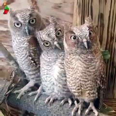Cute Owls Blinking their Eyes