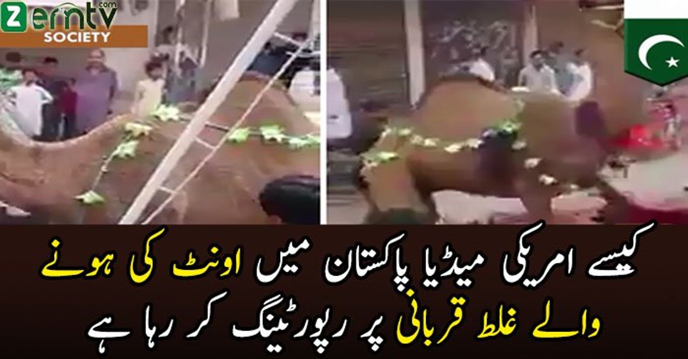 American Media Giving Report On Eid Ul Azha Camel Slaughter on Pakistani Streets