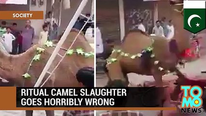 How American Media Giving Report On Eid Ul Azha - Video Dailymotion