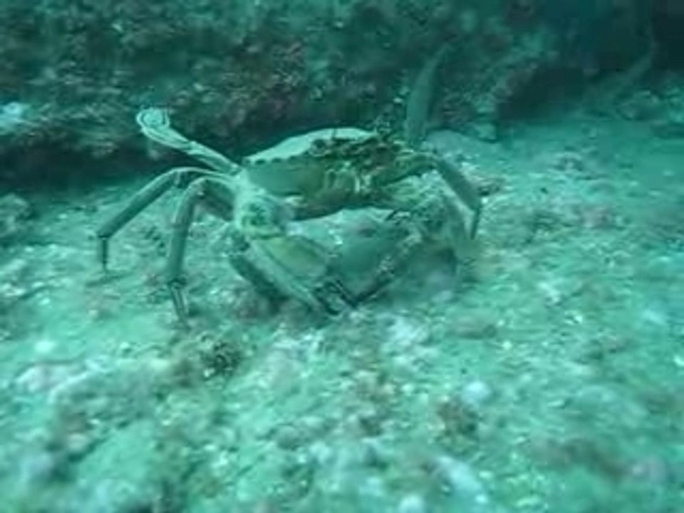 Monsieur le Crabe