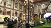 Berlin: la réalité vituelle entre au musée d'histoire naturelle