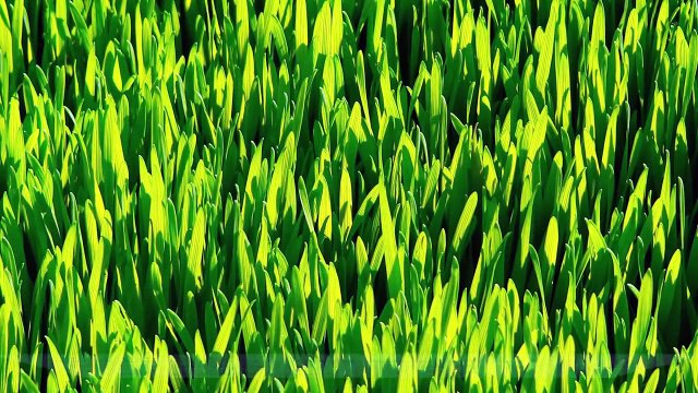 Wheatgrass Juice for Ulcerative Colitis
