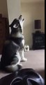 Adorable Malamute Howls Along to Clean Bandit