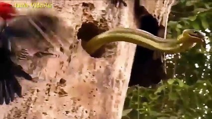 BİG BATTLE   Tiger vs Crocodile ►► Real Fight to Death - Lion, Giant Anaconda, Snake, Wolf, Eagle-OBf0ohdK3WE-HQ