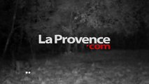 Un loup filmé de nuit dans les Alpes-de-Haute-Provence
