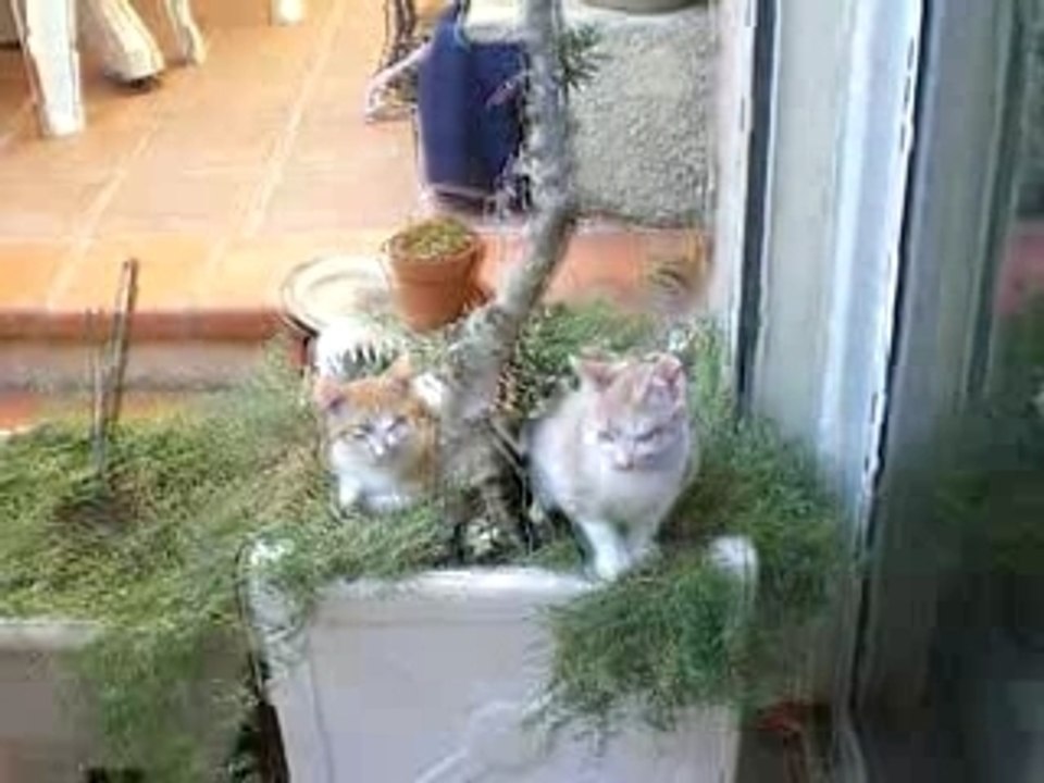 chatons et chatte abandonnés