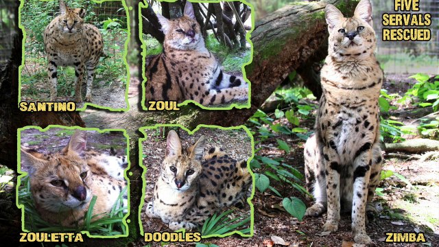 Serval Siblings Are Reunited