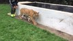 Lewis-hamilton s'amuse avec un tigre!