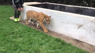 Lewis-hamilton s'amuse avec un tigre!