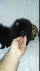 "Noir Desir y Dream in Black de Can Titos" Pomeranias