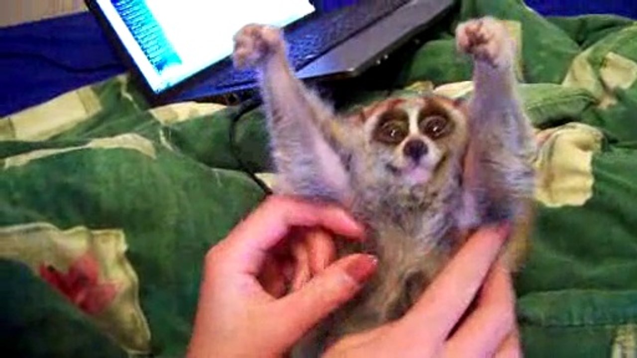 trop mimi j avais ' un morphine' moi . Les mâles sont lents mais agressif  quand ils mordent ils se décrochent plus .jolies petites bêtes 