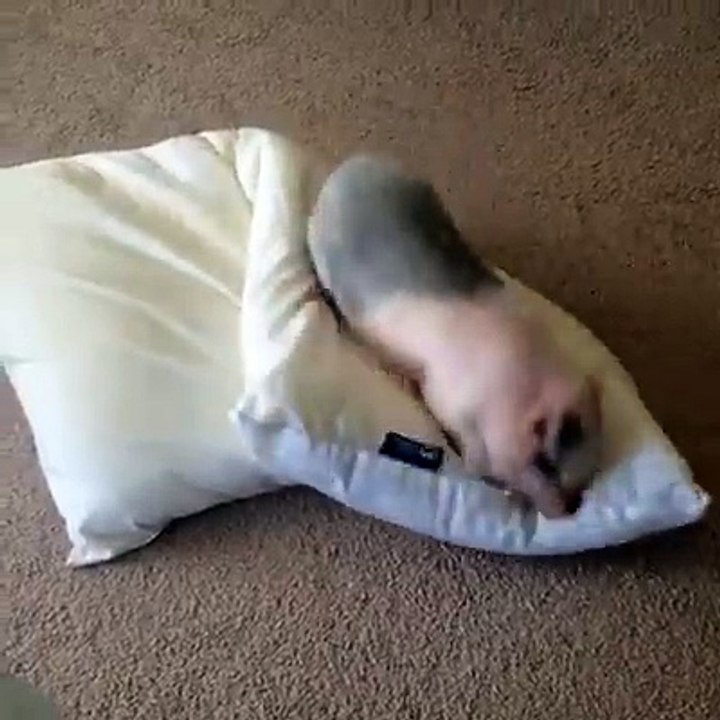 baby pig cute animal videos