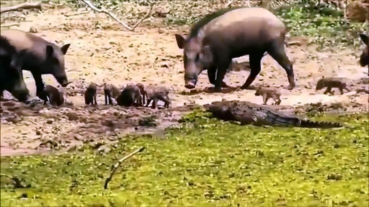 When Prey Fights Back   Lion vs Warthog vs Leopard vs Crocodile vs Giraffe