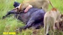Lion vs Elephant vs Buffalo vs Crocodile - Buffalo Kills Lion - Wild Animal Attacks #19-zoCEBqRM9qw-HQ