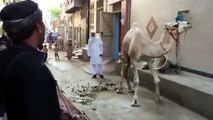 Camel Dancing On The Naat Of Holy Prophet Hazrat Muhammad (PBUH) @#$%