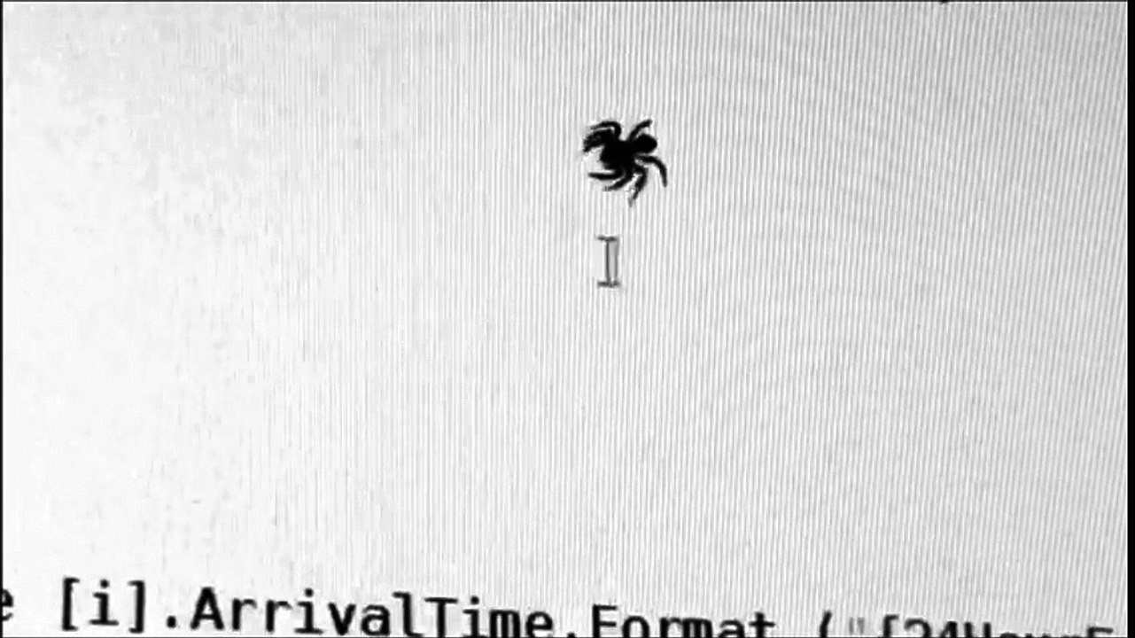 Une araignée réelle confond un curseur de souris avec une proie !