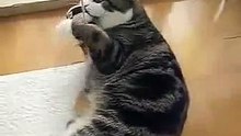 Cat Maru - Zergee