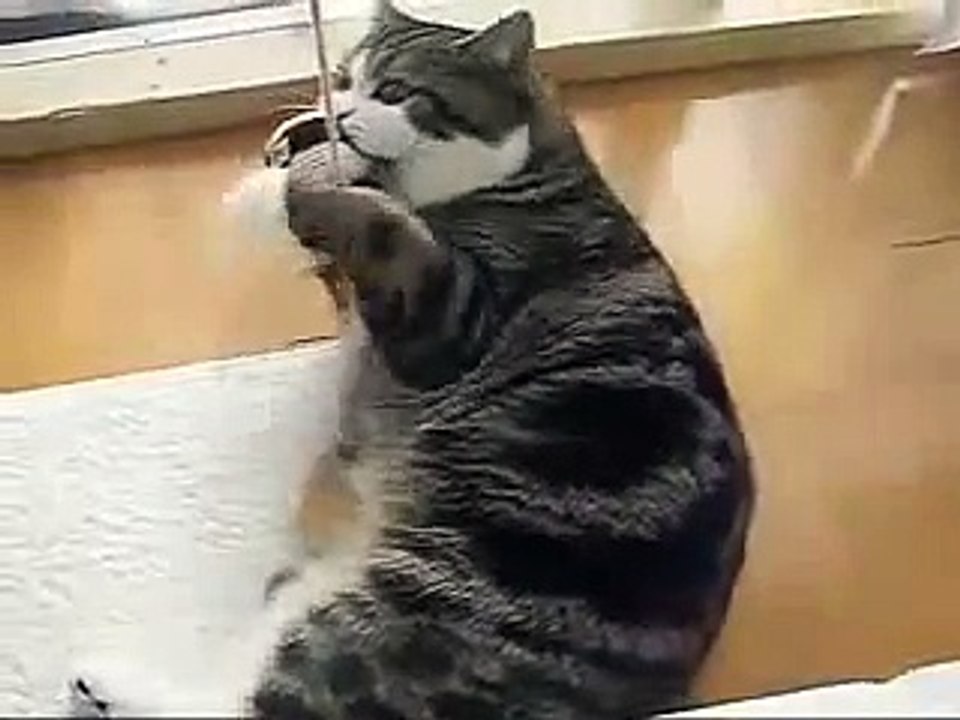 Cat Maru - Zergee