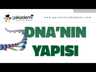 DNA'nın Yapısı ve Replikasyonu |Biyoloji Dersi