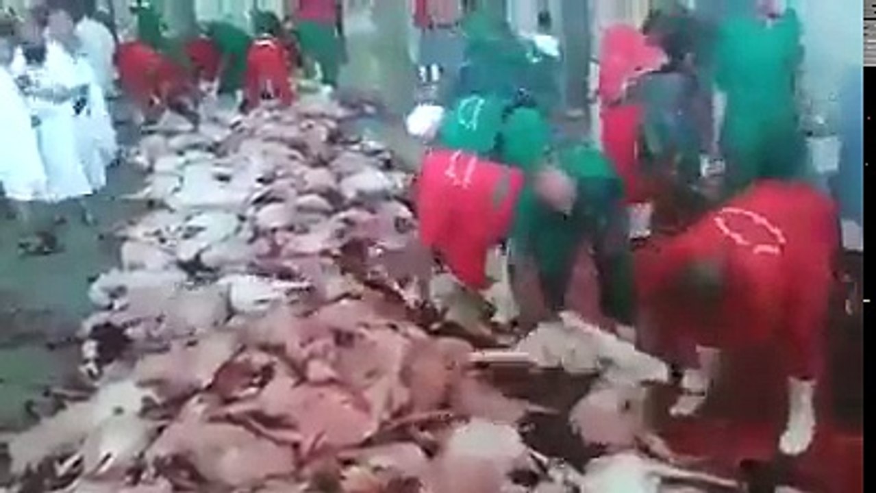 فضيحة جديدة في السعودية انتشر مؤخرا فيدوا يوضح كيفية ذبح الاضاحي