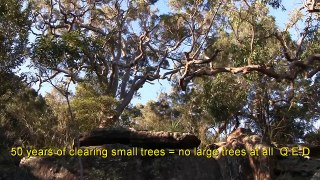 FAST TRACK TO DISASTER - NSW 10/50 VEGETATION CLEARING CODE DEMONSTRATION