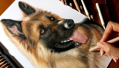 Speed Drawing of a German Shepherd Dog