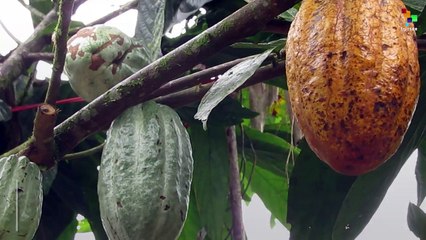 Making Artisanal Chocolate in Ecuador