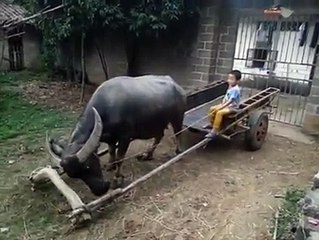 Animales sorprendentes con sus dueños