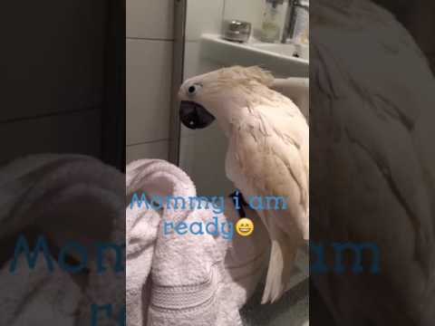 Quirky Cockatoo Enjoys Time in the Shower
