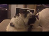 Two Cats Give Each Other a Cleaning