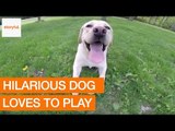 Dog Demonstrates How to Take Joy From Life's Simple Pleasures