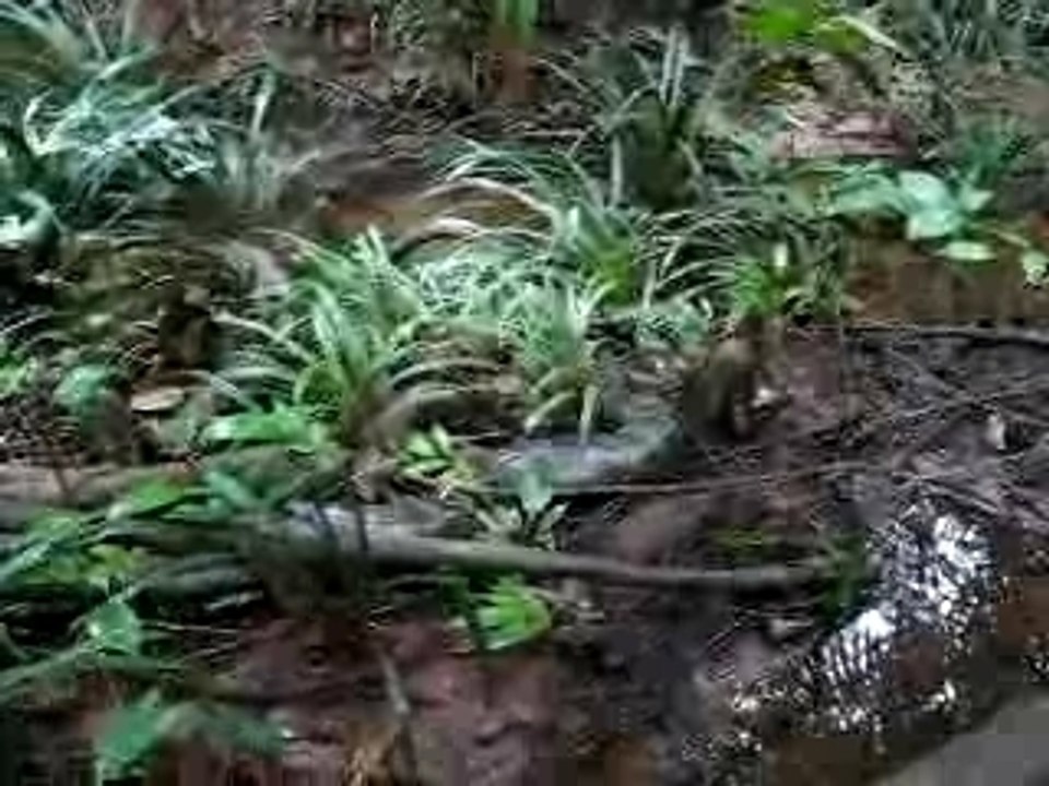 Relachage anaconda - Run'S