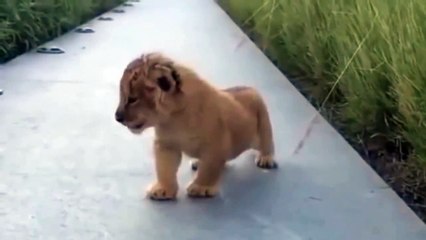 Pequeño león intenta rugir como un gran león, pero solo provoca ternura (VIDEO)