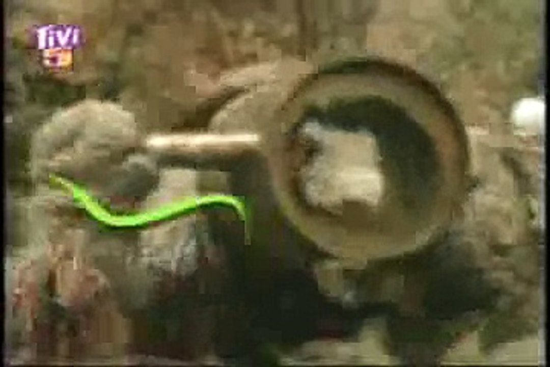 Pacha et Les Chats (1/2)