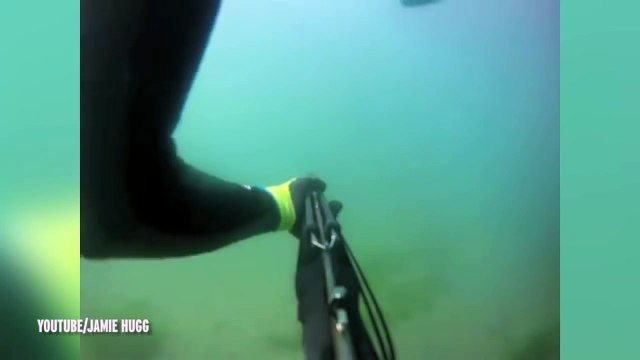 Un plongeur se fait attaquer par un requin de 4 mètres !