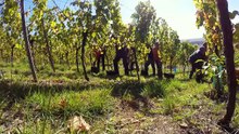 Vendanges en Alsace